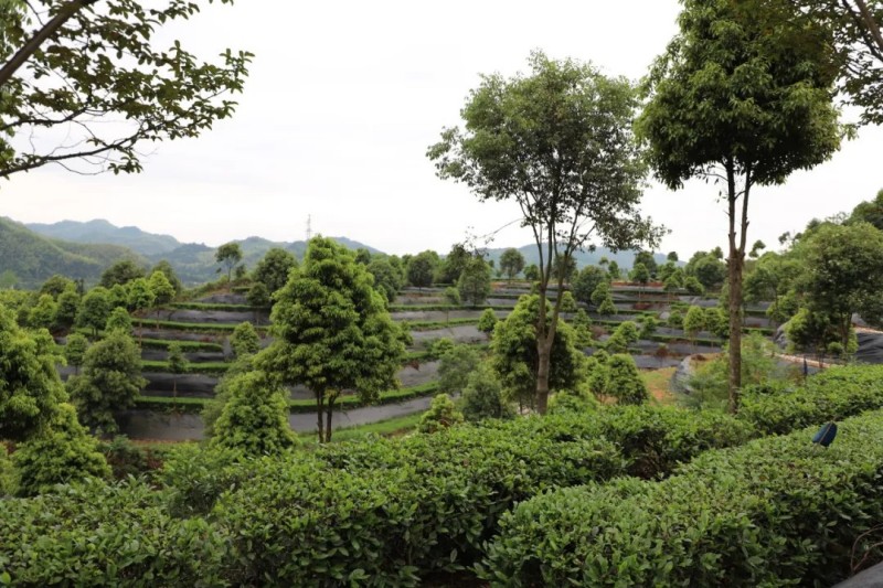 茶鄉春韻產業興農|2025集團白沙溪茶廠鈞澤源谷雨采茶節圓滿舉行